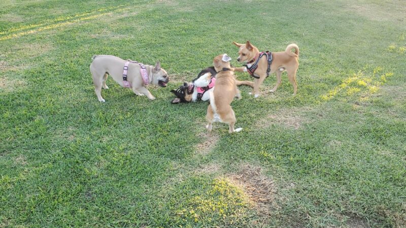 Bellis Park Dog Park - Buena Park, CA