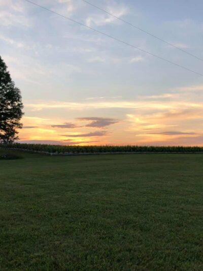 Woodbine Vineyards - Buffalo Junction, VA