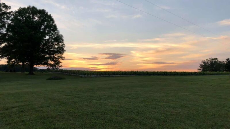 Woodbine Vineyards - Buffalo Junction, VA