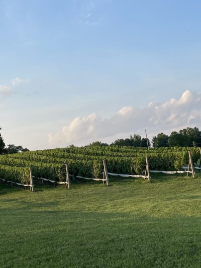 Woodbine Vineyards - Buffalo Junction, VA