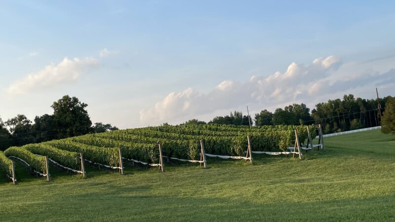 Woodbine Vineyards - Buffalo Junction, VA