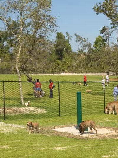 Dog Park - Buffalo, NY