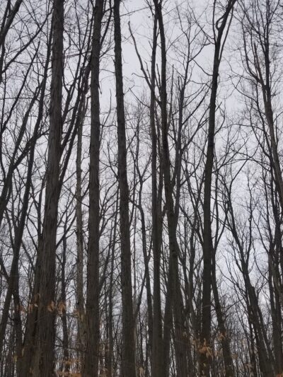 Orchard Acres Park - Buffalo, NY