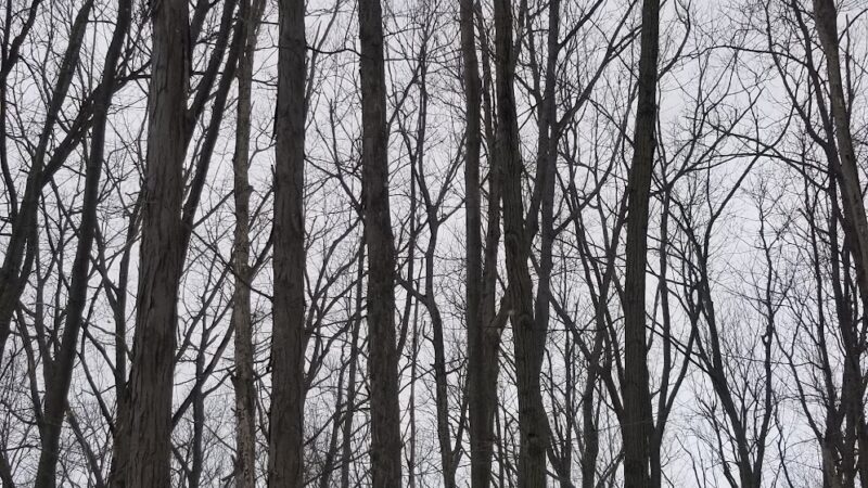 Orchard Acres Park - Buffalo, NY