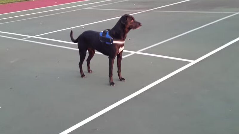 Raymond Park - Buffalo, NY