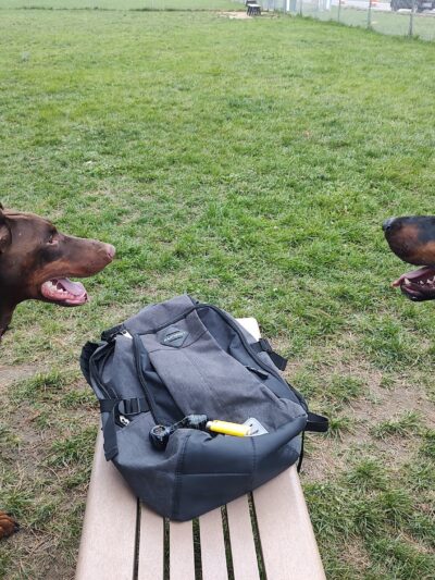 Temporary Dog Park (Ralph Wilson Park) - Buffalo, NY