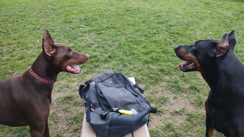 Temporary Dog Park (Ralph Wilson Park) - Buffalo, NY