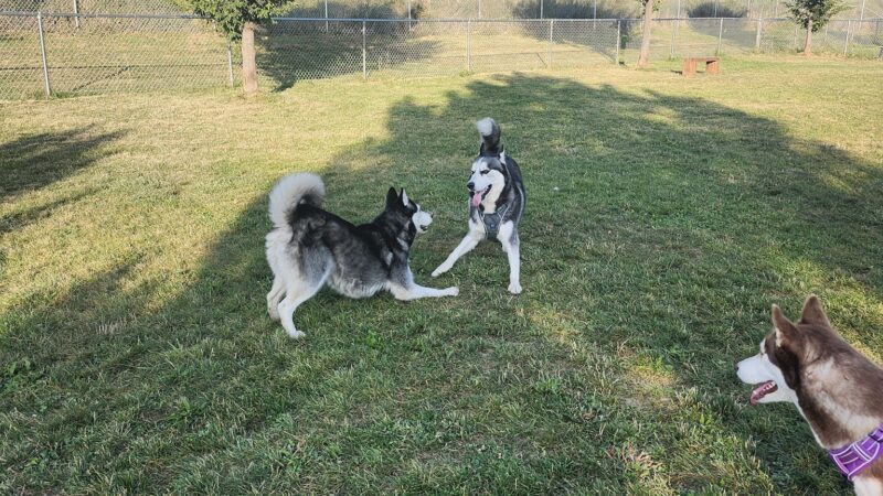 Temporary Dog Park (Ralph Wilson Park) - Buffalo, NY