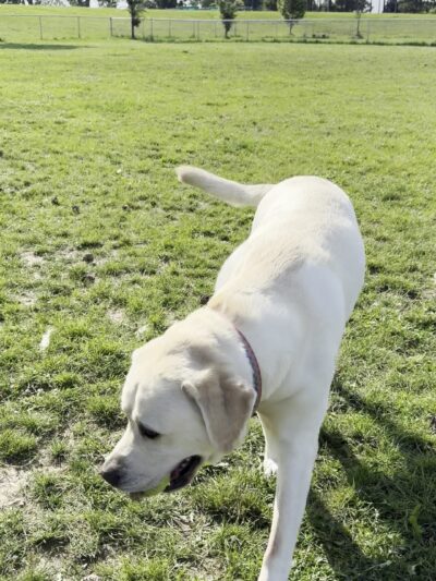 Temporary Dog Park (Ralph Wilson Park) - Buffalo, NY