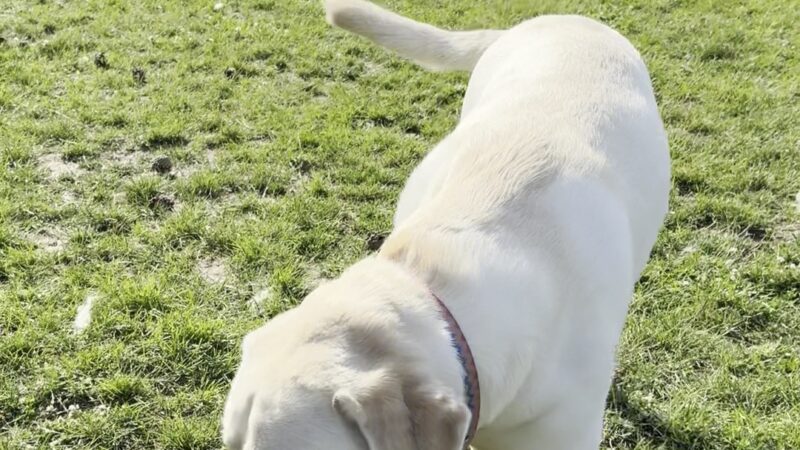 Temporary Dog Park (Ralph Wilson Park) - Buffalo, NY
