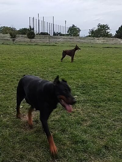 Temporary Dog Park (Ralph Wilson Park) - Buffalo, NY