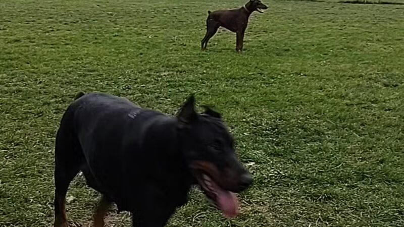 Temporary Dog Park (Ralph Wilson Park) - Buffalo, NY