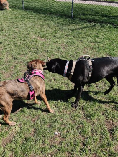 The Barkyard - Off-Leash Dog Park - Buffalo, NY