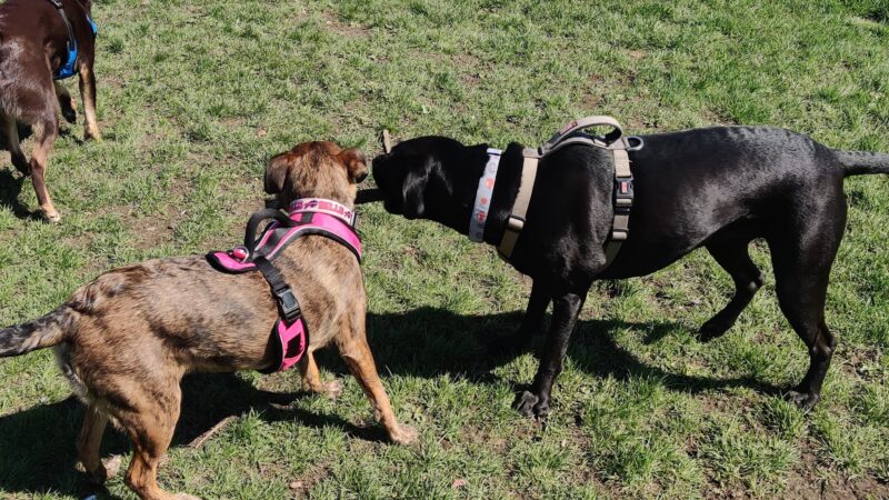 The Barkyard - Off-Leash Dog Park - Buffalo, NY
