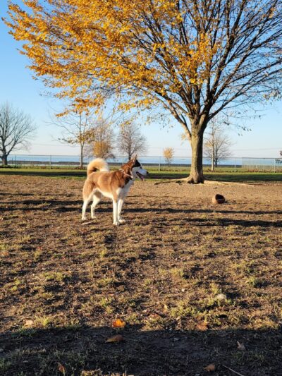 The Barkyard - Off-Leash Dog Park - Buffalo, NY