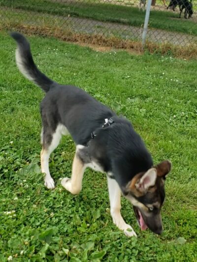 The Barkyard - Off-Leash Dog Park - Buffalo, NY