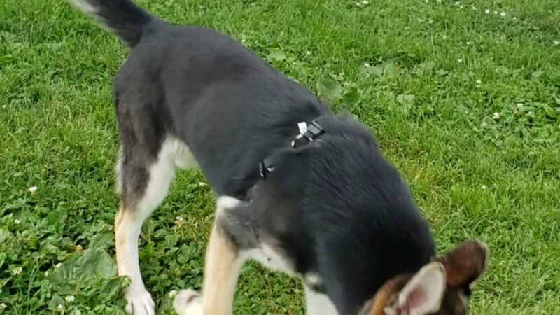 The Barkyard - Off-Leash Dog Park - Buffalo, NY