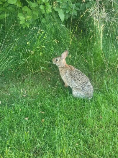 Tonawanda Rails-To-Trails - Buffalo, NY