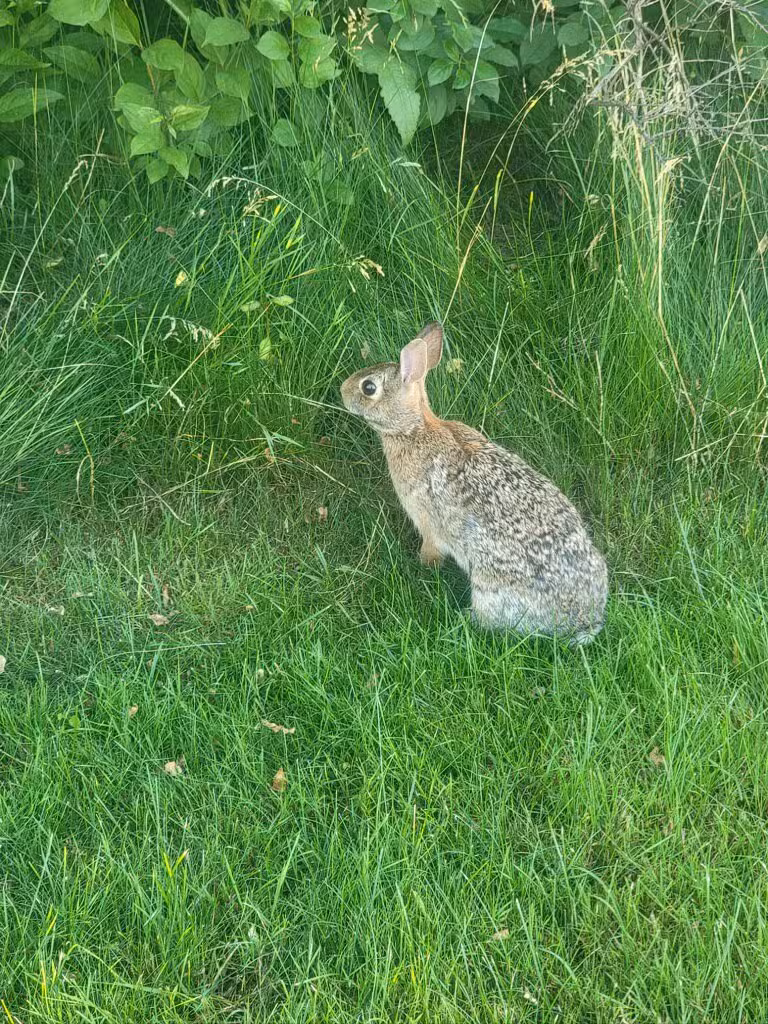 Tonawanda Rails-To-Trails - Buffalo, NY