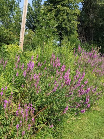 Tonawanda Rails-To-Trails - Buffalo, NY