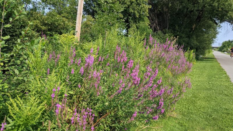 Tonawanda Rails-To-Trails - Buffalo, NY