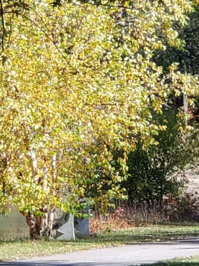 Tonawanda Rails to Trails (Harrison to Sheridan) - Buffalo, NY