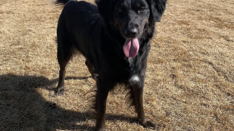 Dog Park at Love's Travel Stops - Buffalo, WY