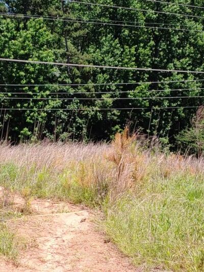 Lake Lanier picnic free area - Buford, GA