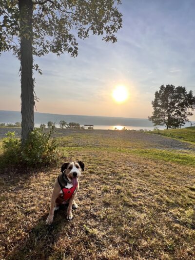 Beer Mountain Dog Park at Grist Iron Brewing Company - Burdett, NY