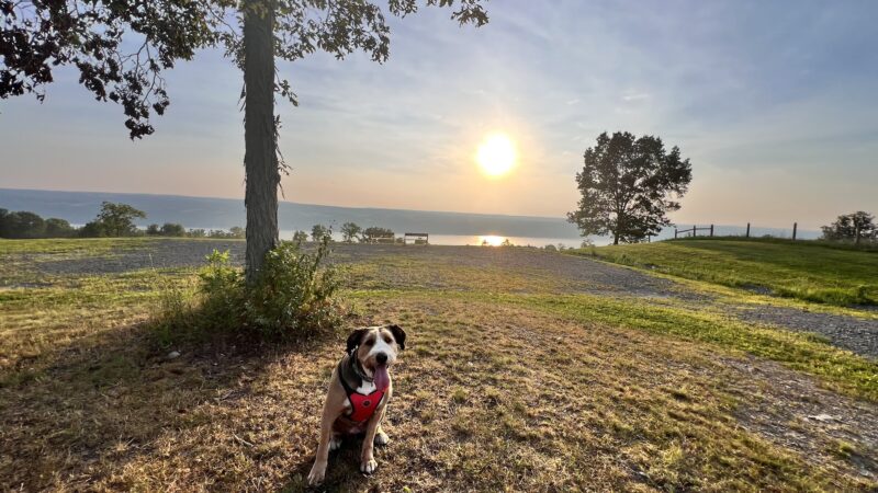 Beer Mountain Dog Park at Grist Iron Brewing Company - Burdett, NY
