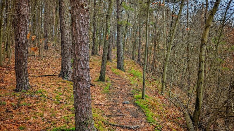 Hillman State Park - Burgettstown, PA