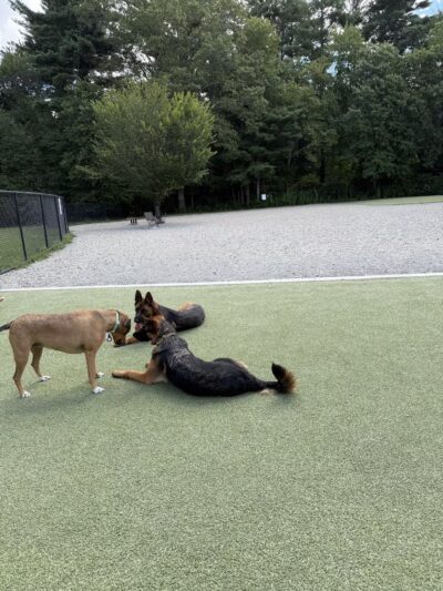 Rahanis Park - Burlington, MA