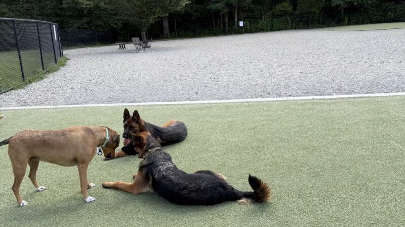 Rahanis Park - Burlington, MA