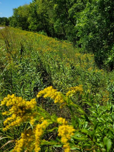 BlackDog Park - Burnsville, MN