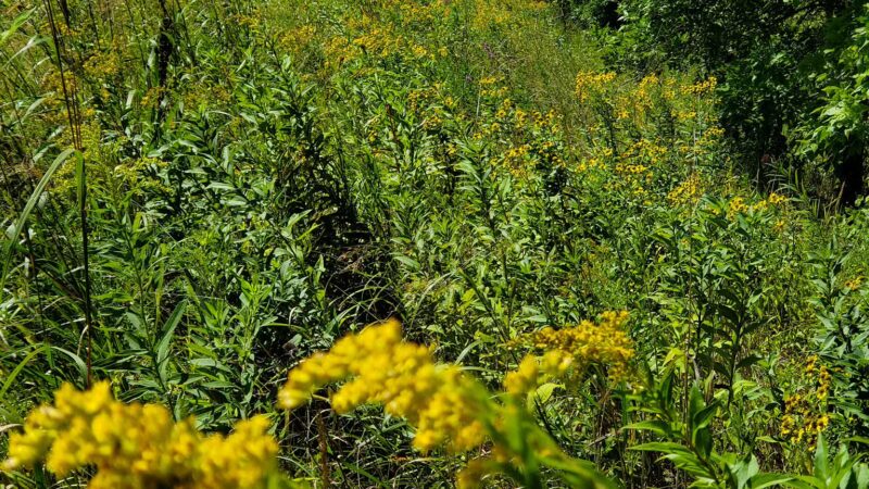 BlackDog Park - Burnsville, MN