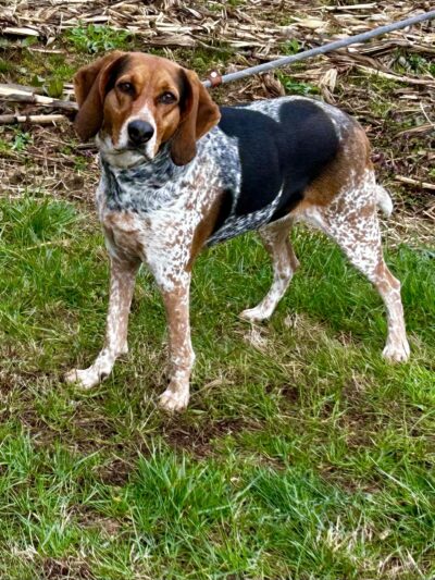 Yancey County Humane Society - Burnsville, NC