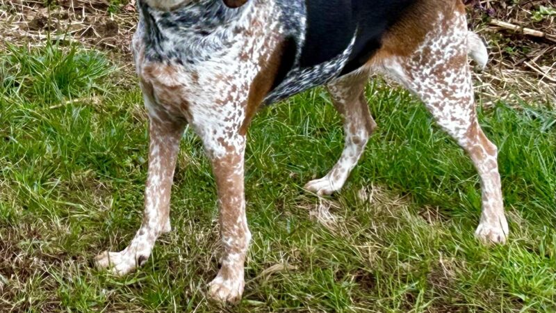 Yancey County Humane Society - Burnsville, NC