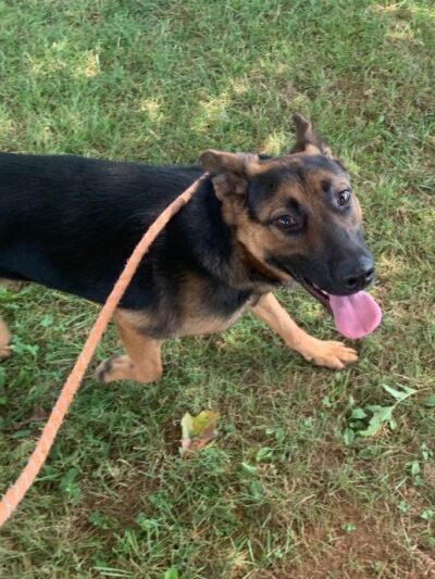 Yancey County Humane Society - Burnsville, NC