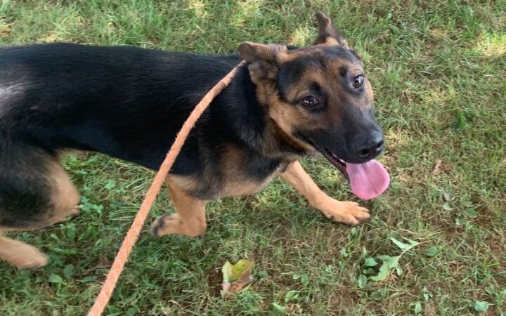 Yancey County Humane Society - Burnsville, NC