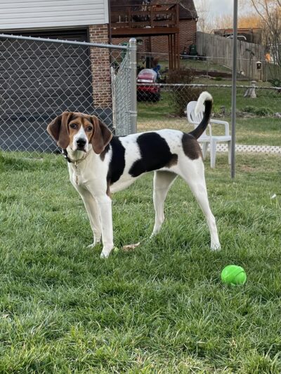 Yancey County Humane Society - Burnsville, NC