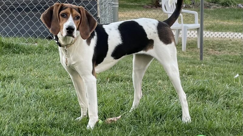 Yancey County Humane Society - Burnsville, NC