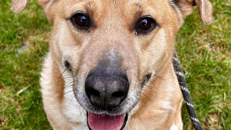 Yancey County Humane Society - Burnsville, NC