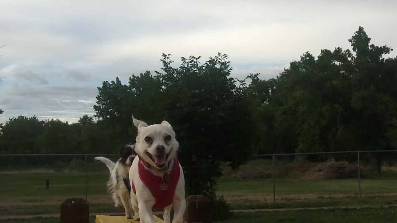 Off Leash Dog Park - Cañon City, CO