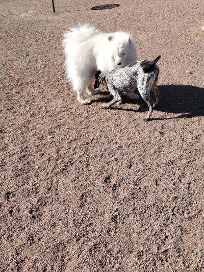 Off Leash Dog Park - Cañon City, CO