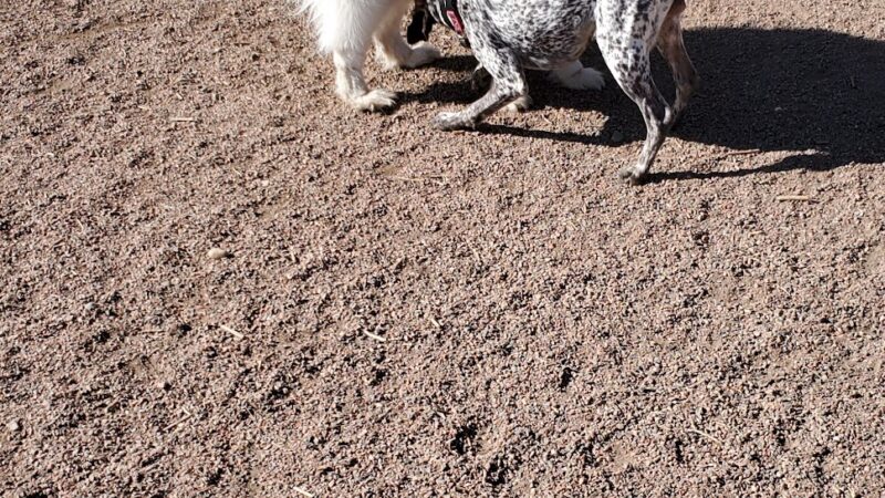 Off Leash Dog Park - Cañon City, CO