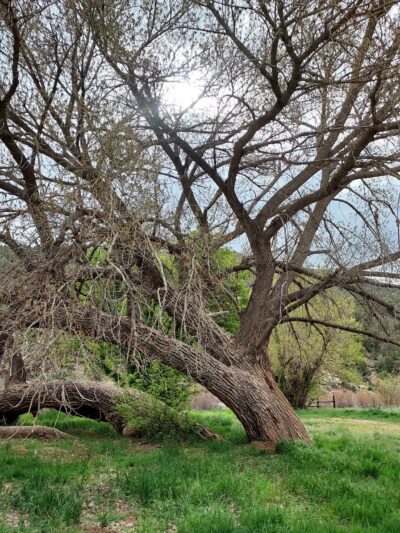Bradfield Campground - Cahone, CO