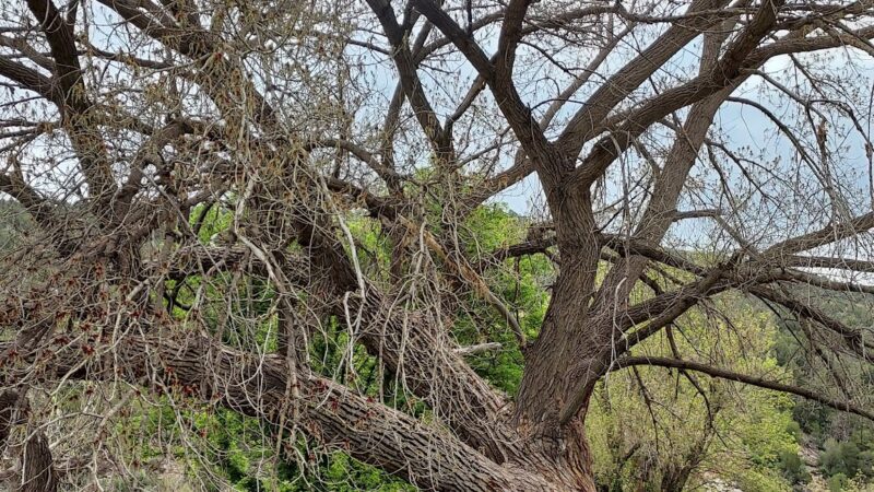 Bradfield Campground - Cahone, CO