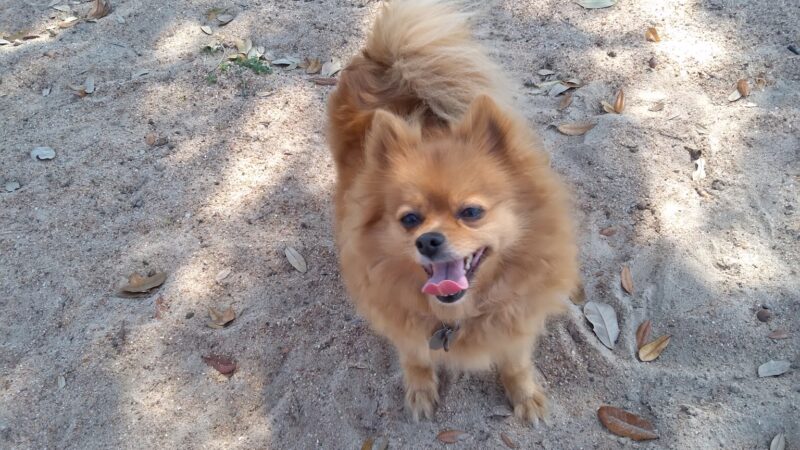 Santa Fe Park - Caldwell, TX