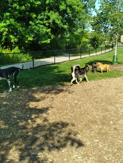 Caledonia Community Green Dog Park - Caledonia, MI