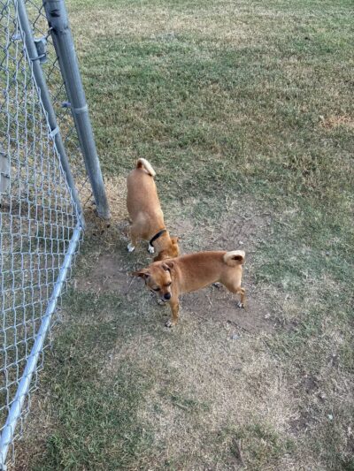 Dog Park at Love's Travel Stops - Calera, OK